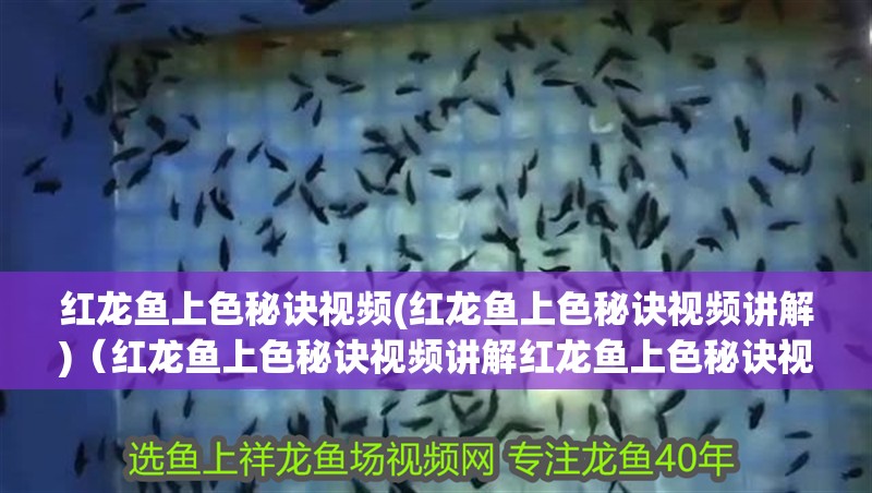 紅龍魚(yú)上色秘訣視頻(紅龍魚(yú)上色秘訣視頻講解)（紅龍魚(yú)上色秘訣視頻講解紅龍魚(yú)上色秘訣視頻講解對(duì)應(yīng)的信息）