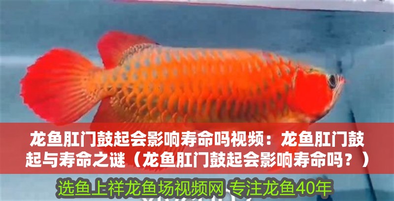 龍魚肛門鼓起會影響壽命嗎視頻：龍魚肛門鼓起與壽命之謎（龍魚肛門鼓起會影響壽命嗎？）