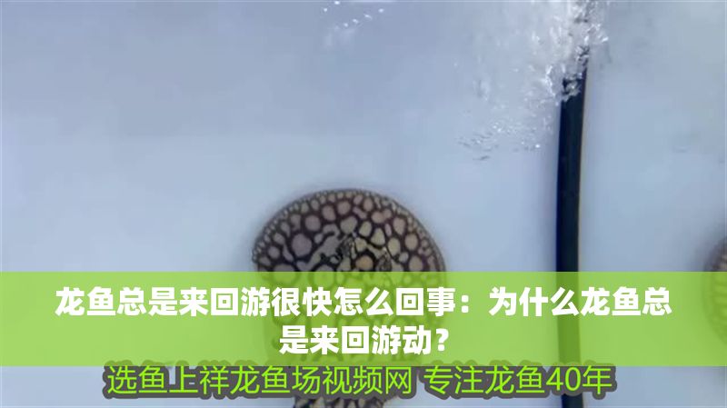 龍魚總是來回游很快怎么回事：為什么龍魚總是來回游動？