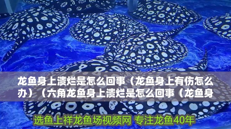 龍魚身上潰爛是怎么回事（龍魚身上有傷怎么辦）（六角龍魚身上潰爛是怎么回事（龍魚身上有傷怎么辦））