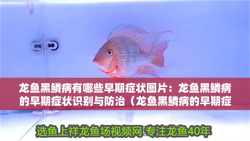 龍魚黑鱗病有哪些早期癥狀圖片：龍魚黑鱗病的早期癥狀識別與防治（龍魚黑鱗病的早期癥狀）