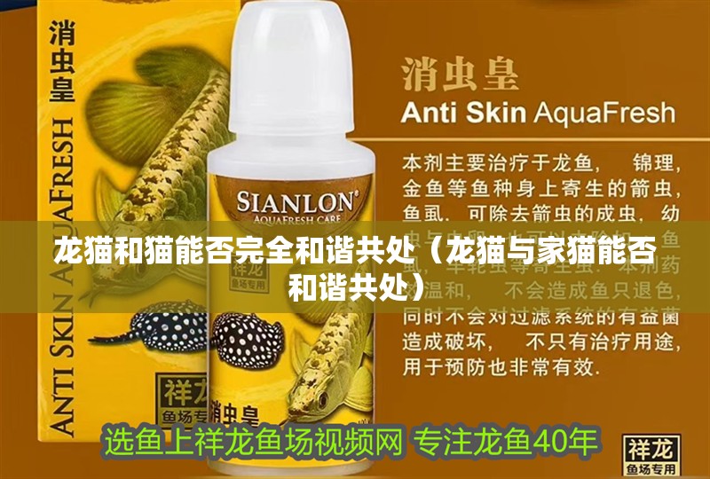 龍貓和貓能否完全和諧共處（龍貓與家貓能否和諧共處）