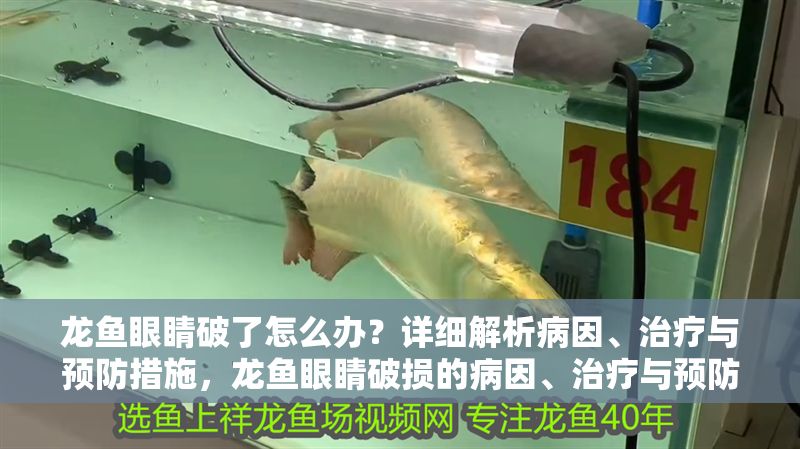 龍魚眼睛破了怎么辦？詳細解析病因、治療與預防措施，龍魚眼睛破損的病因、治療與預防全指南