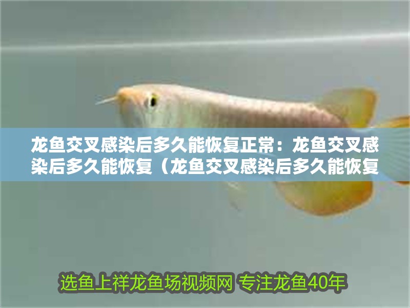 龍魚交叉感染后多久能恢復(fù)正常：龍魚交叉感染后多久能恢復(fù)（龍魚交叉感染后多久能恢復(fù)） 龍魚交叉感染后多久能恢復(fù)正常：龍魚交叉感染后多久能恢復(fù)（龍魚交叉感染后多久能恢復(fù)） 水族問(wèn)答