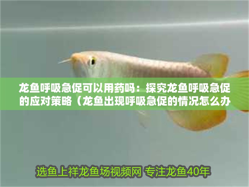 龍魚呼吸急促可以用藥嗎：探究龍魚呼吸急促的應(yīng)對(duì)策略（龍魚出現(xiàn)呼吸急促的情況怎么辦？）
