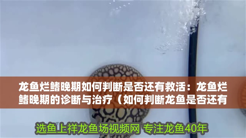 龍魚爛鰭晚期如何判斷是否還有救活：龍魚爛鰭晚期的診斷與治療（如何判斷龍魚是否還有救）