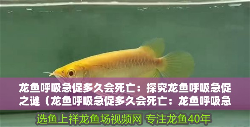 龍魚呼吸急促多久會(huì)死亡：探究龍魚呼吸急促之謎（龍魚呼吸急促多久會(huì)死亡：龍魚呼吸急促多久會(huì)死亡維持穩(wěn)定）