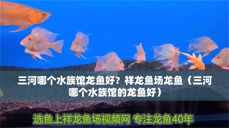 三河哪個水族館龍魚好？祥龍魚場龍魚（三河哪個水族館的龍魚好）