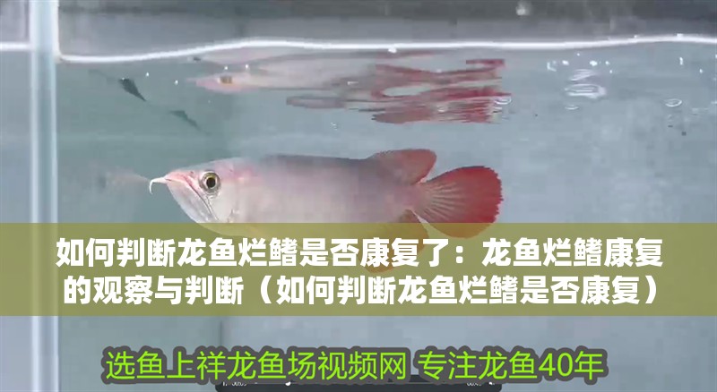 如何判斷龍魚爛鰭是否康復(fù)了：龍魚爛鰭康復(fù)的觀察與判斷（如何判斷龍魚爛鰭是否康復(fù)）