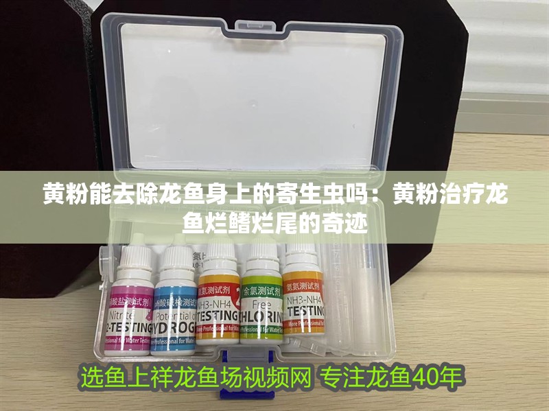 黃粉能去除龍魚身上的寄生蟲嗎：黃粉治療龍魚爛鰭爛尾的奇跡