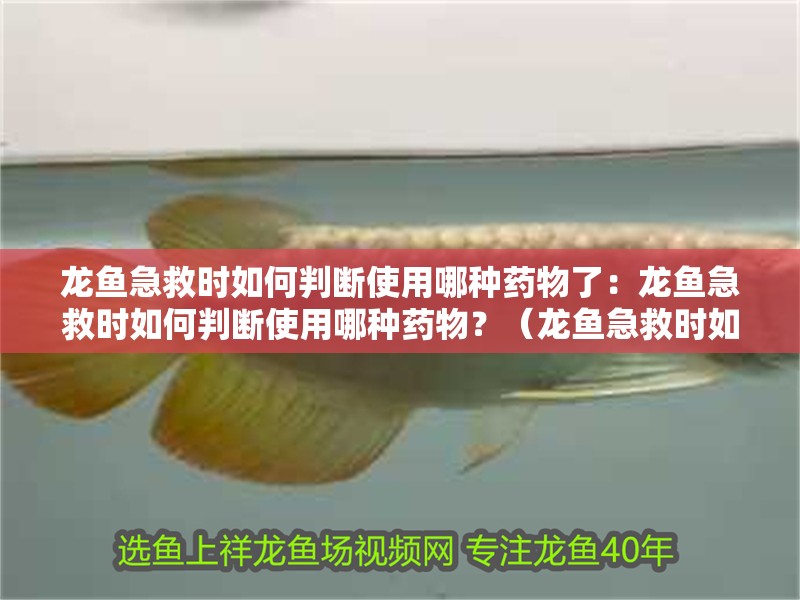 龍魚急救時如何判斷使用哪種藥物了：龍魚急救時如何判斷使用哪種藥物？（龍魚急救時如何判斷使用哪種藥物治療龍魚的健康狀況）