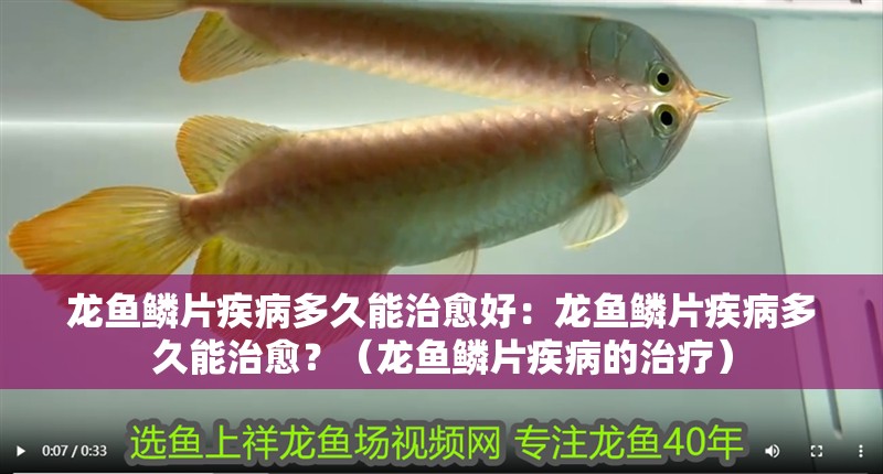 龍魚鱗片疾病多久能治愈好：龍魚鱗片疾病多久能治愈？（龍魚鱗片疾病的治療）
