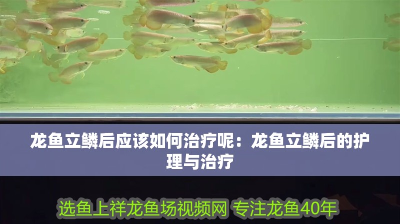 龍魚立鱗后應該如何治療呢：龍魚立鱗后的護理與治療