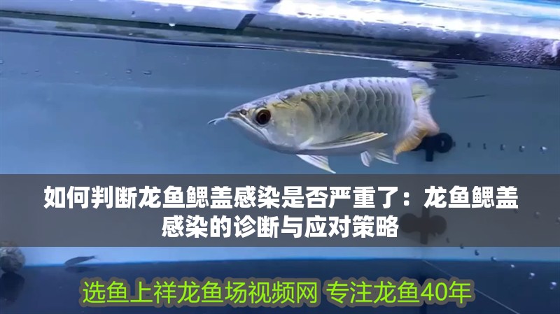 如何判斷龍魚(yú)鰓蓋感染是否嚴(yán)重了：龍魚(yú)鰓蓋感染的診斷與應(yīng)對(duì)策略