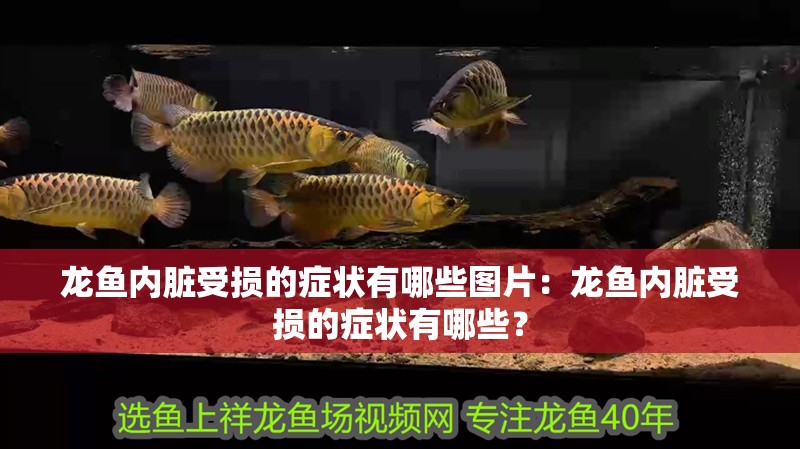 龍魚內(nèi)臟受損的癥狀有哪些圖片：龍魚內(nèi)臟受損的癥狀有哪些？