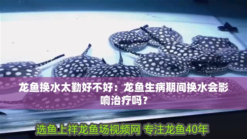 龍魚換水太勤好不好：龍魚生病期間換水會影響治療嗎？