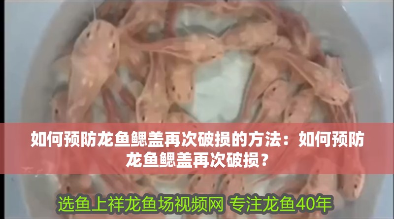 如何預防龍魚鰓蓋再次破損的方法：如何預防龍魚鰓蓋再次破損？