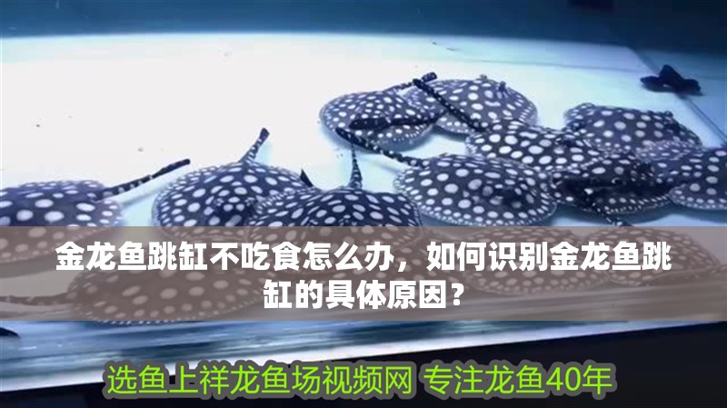 金龍魚跳缸不吃食怎么辦，如何識別金龍魚跳缸的具體原因？