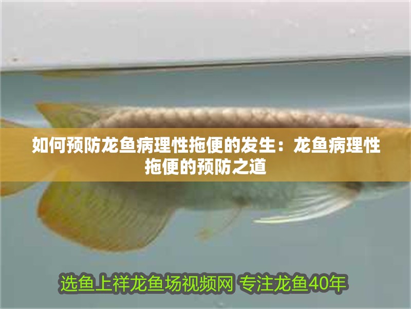 如何預防龍魚病理性拖便的發生：龍魚病理性拖便的預防之道