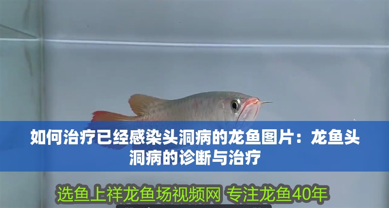 如何治療已經(jīng)感染頭洞病的龍魚圖片：龍魚頭洞病的診斷與治療