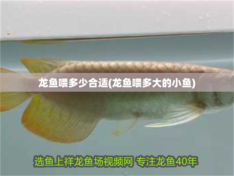 龍魚喂多少合適(龍魚喂多大的小魚)