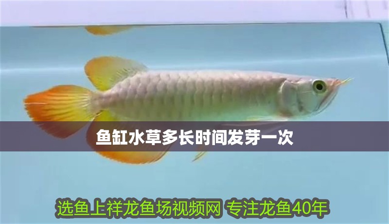 魚缸水草多長(zhǎng)時(shí)間發(fā)芽一次