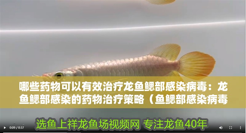 哪些藥物可以有效治療龍魚鰓部感染病毒：龍魚鰓部感染的藥物治療策略（魚鰓部感染病毒增強龍魚的健康狀況及藥物及其使用方法）