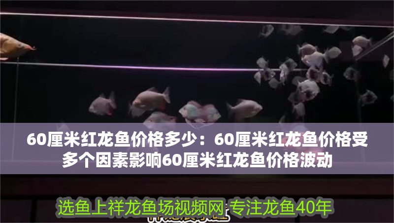 60厘米紅龍魚價格多少：60厘米紅龍魚價格受多個因素影響60厘米紅龍魚價格波動
