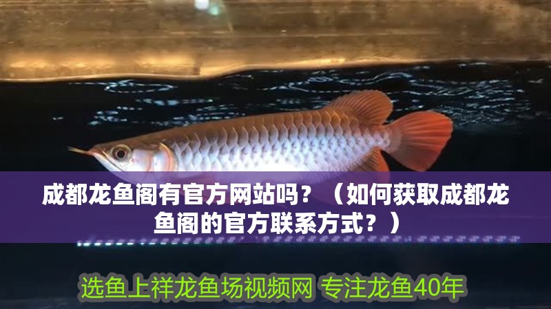 成都龍魚閣有官方網站嗎？（如何獲取成都龍魚閣的官方聯系方式？）