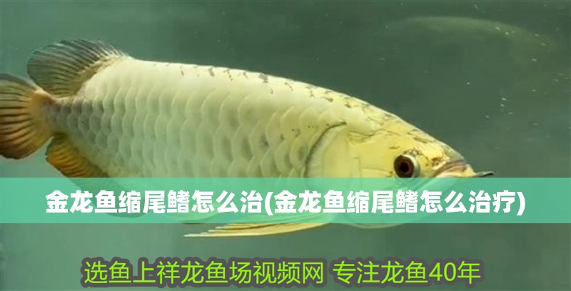 金龍魚縮尾鰭怎么治(金龍魚縮尾鰭怎么治療)