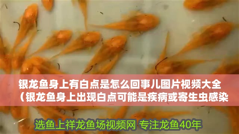 銀龍魚身上有白點是怎么回事兒圖片視頻大全（銀龍魚身上出現白點可能是疾病或寄生蟲感染的跡象，解決方案）