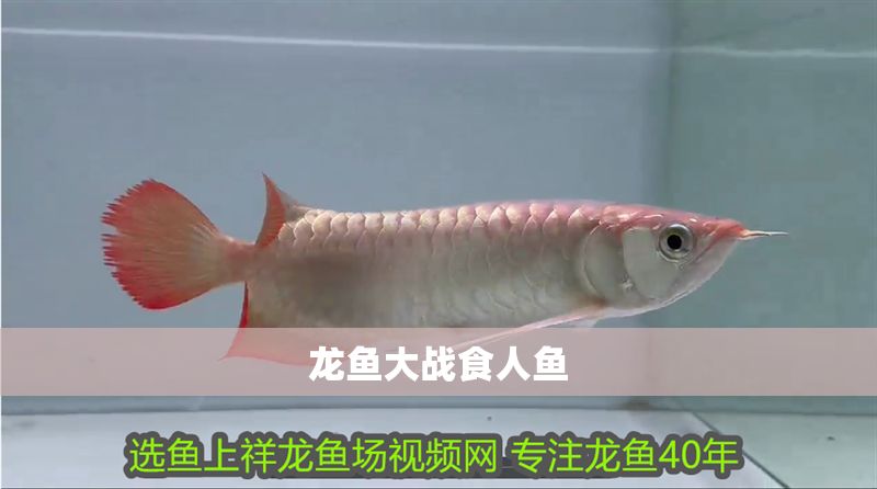 龍魚大戰食人魚
