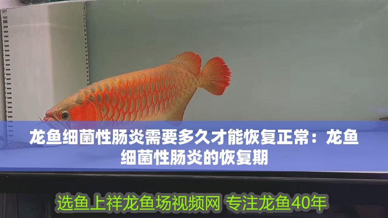 龍魚細菌性腸炎需要多久才能恢復正常：龍魚細菌性腸炎的恢復期