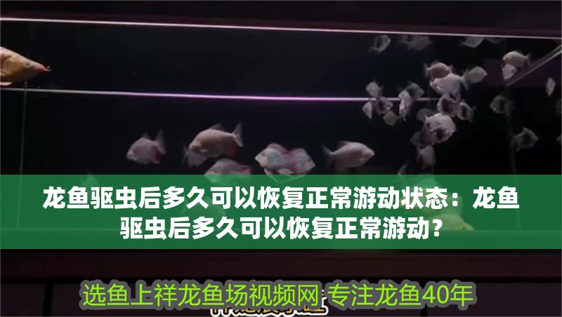 龍魚驅蟲后多久可以恢復正常游動狀態：龍魚驅蟲后多久可以恢復正常游動？