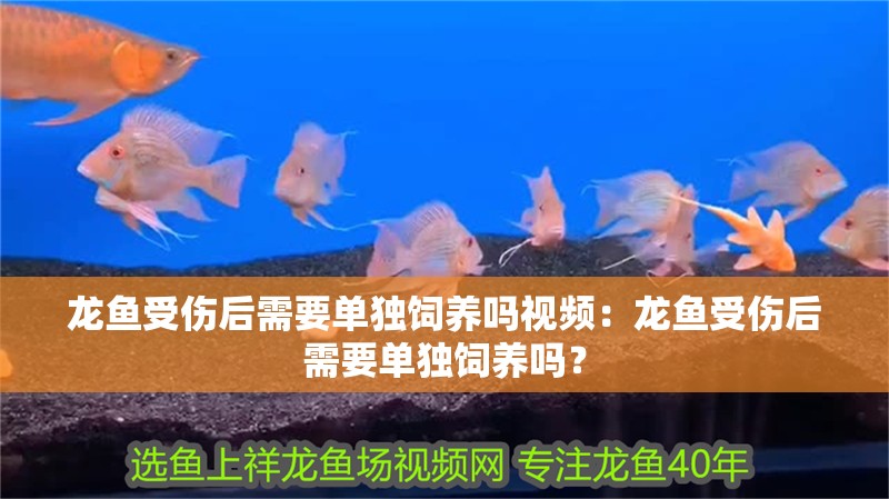龍魚受傷后需要單獨飼養嗎視頻：龍魚受傷后需要單獨飼養嗎？