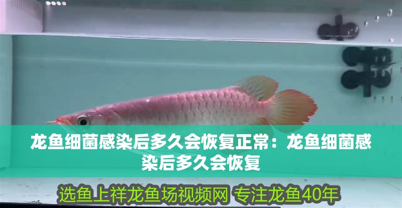 龍魚細菌感染后多久會恢復正常：龍魚細菌感染后多久會恢復