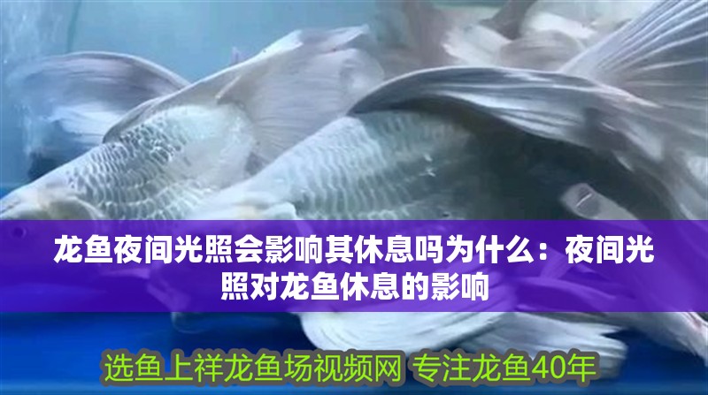 龍魚夜間光照會影響其休息嗎為什么：夜間光照對龍魚休息的影響