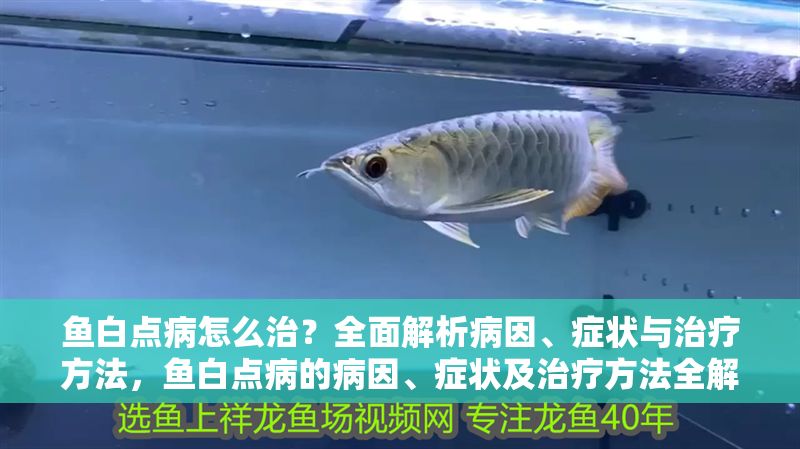 魚白點病怎么治？全面解析病因、癥狀與治療方法，魚白點病的病因、癥狀及治療方法全解析