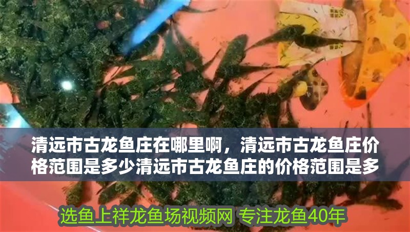 清遠市古龍魚莊在哪里啊，清遠市古龍魚莊價格范圍是多少清遠市古龍魚莊的價格范圍是多少 清遠市古龍魚莊在哪里啊，清遠市古龍魚莊價格范圍是多少清遠市古龍魚莊的價格范圍是多少 觀賞魚百科