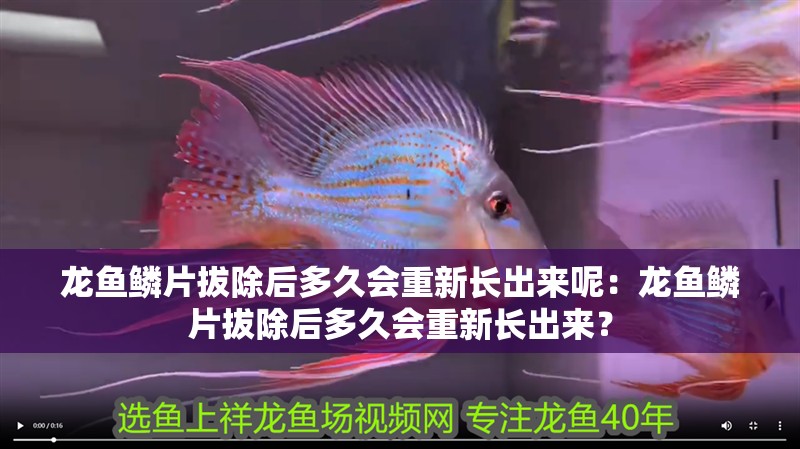 龍魚鱗片拔除后多久會重新長出來呢：龍魚鱗片拔除后多久會重新長出來？