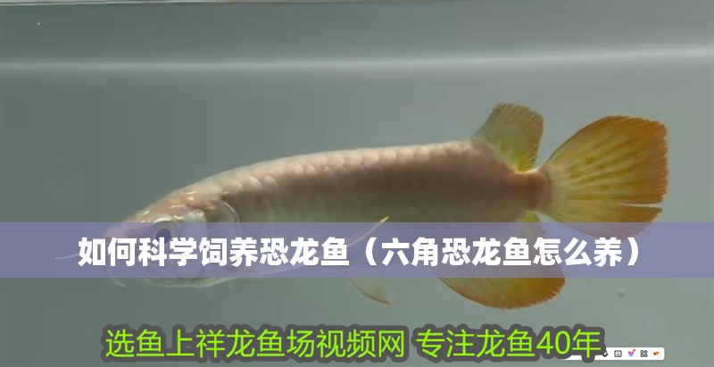 如何科學飼養(yǎng)恐龍魚（六角恐龍魚怎么養(yǎng)）