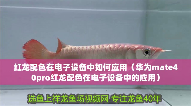 紅龍配色在電子設備中如何應用（華為mate40pro紅龍配色在電子設備中的應用） 紅龍配色在電子設備中如何應用（華為mate40pro紅龍配色在電子設備中的應用） 龍魚百科