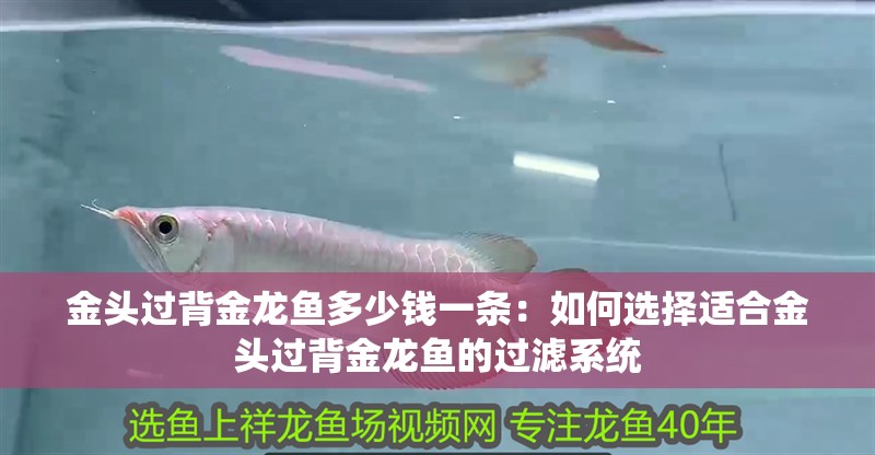 金頭過背金龍魚多少錢一條：如何選擇適合金頭過背金龍魚的過濾系統(tǒng) 金頭過背金龍魚多少錢一條：如何選擇適合金頭過背金龍魚的過濾系統(tǒng) 水族問答