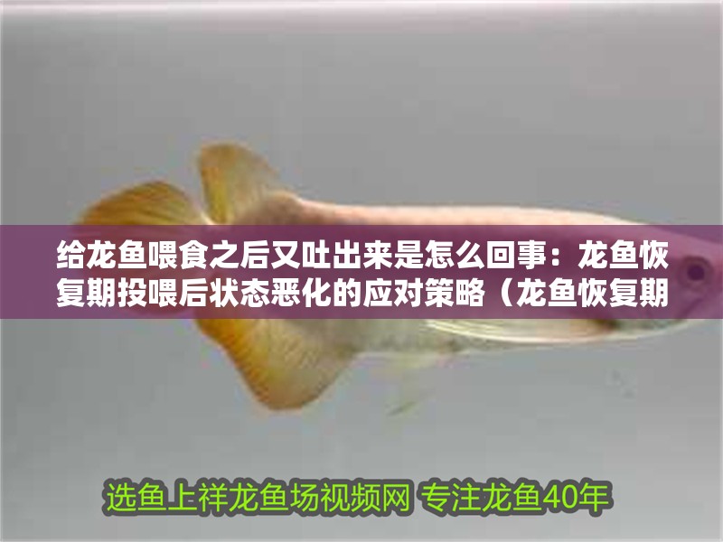 給龍魚(yú)喂食之后又吐出來(lái)是怎么回事：龍魚(yú)恢復(fù)期投喂后狀態(tài)惡化的應(yīng)對(duì)策略（龍魚(yú)恢復(fù)期投喂后出現(xiàn)狀態(tài)惡化）