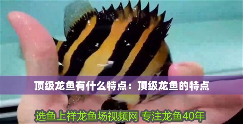 頂級龍魚有什么特點：頂級龍魚的特點