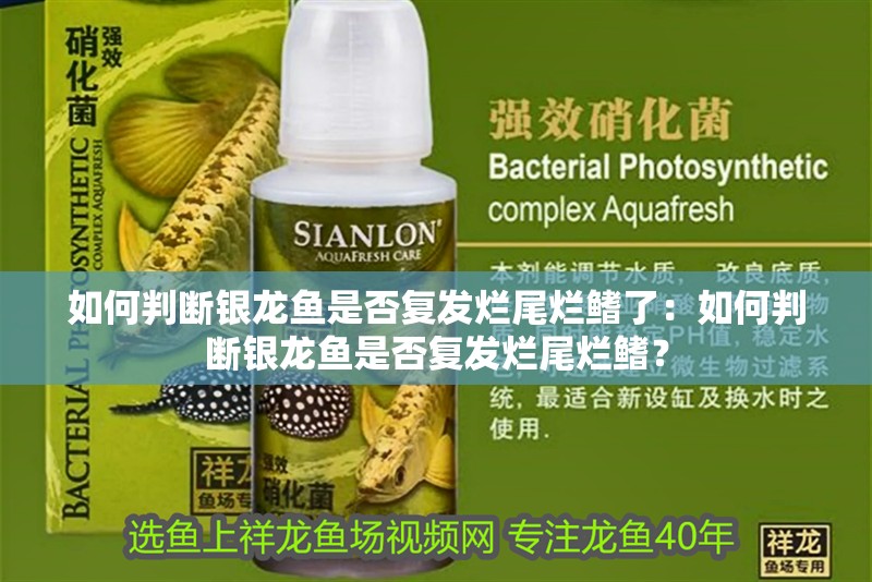 如何判斷銀龍魚是否復發爛尾爛鰭了：如何判斷銀龍魚是否復發爛尾爛鰭？