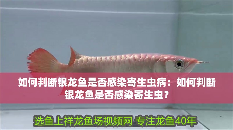 魚缸過濾器選購指南:自制魚缸過濾器魚缸上置過濾器對于養魚愛好者的必備知識 如何判斷銀龍魚是否感染寄生蟲病:如何判斷銀龍魚是否感染寄生蟲? 水族問答 如何判斷銀龍魚是否感染寄生蟲病:如何判斷銀龍魚是否感染寄生蟲? 如何判斷銀龍魚是否感染寄生蟲病:如何判斷銀龍魚是否感染寄生蟲? 水族問答