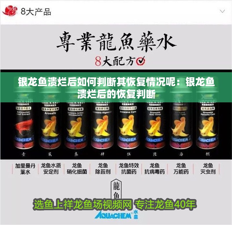 銀龍魚潰爛后如何判斷其恢復情況呢：銀龍魚潰爛后的恢復判斷
