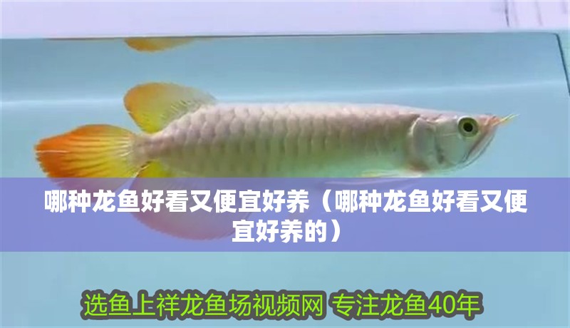 哪種龍魚好看又便宜好養(yǎng)（哪種龍魚好看又便宜好養(yǎng)的）