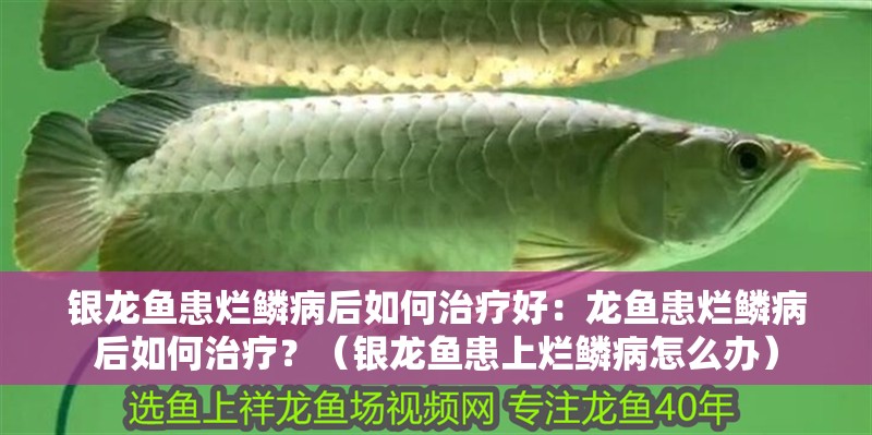 銀龍魚患爛鱗病后如何治療好：龍魚患爛鱗病后如何治療？（銀龍魚患上爛鱗病怎么辦）